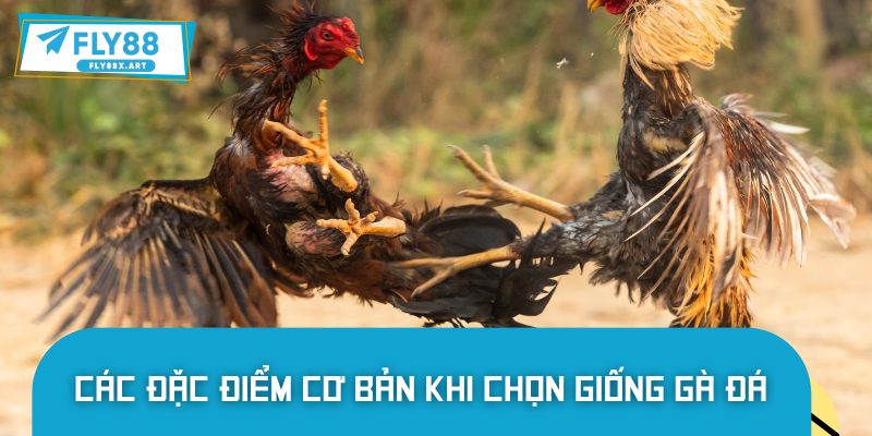 Tiêu chuẩn chọn giống gà đá
