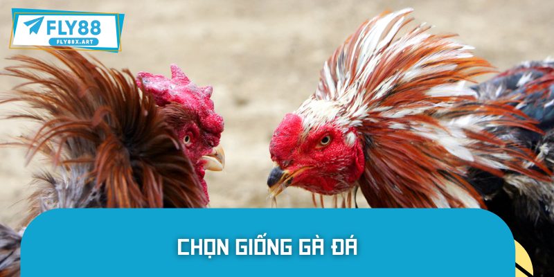 Chọn Giống Gà Đá Hiệu Quả Theo Kinh Nghiệm Sư Kê Tại FLY88