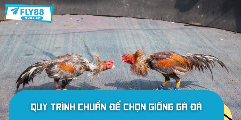 Quy chuẩn cần có khi chọn chiến kê